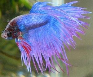 Betta Fish