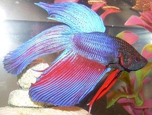 Siamese Fighting Fish