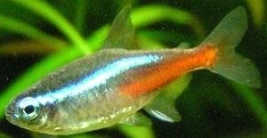 Neon Tetra - Paracheirodon Innesi