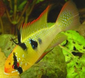 Ram Cichlid (Mikrogeophagus Ramirezi)