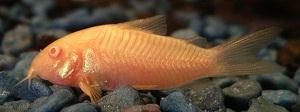 Albino Corydoras