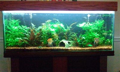 my 55 gallon aquarium