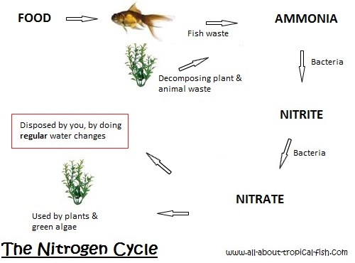 Diagram showing the Aquarium Nitrogen Cycle