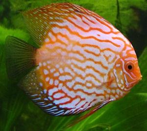 Red Turquoise Discus