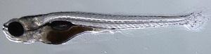 Zebrafish fry closup picture