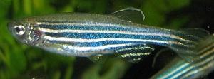 Zebra Danio (Danio Rerio)