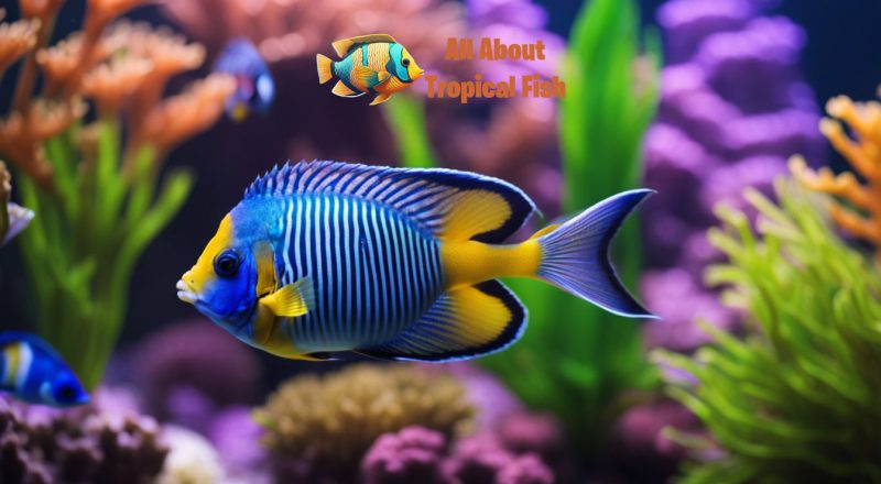 A brightly colored tropical fish at home in its aquarium
