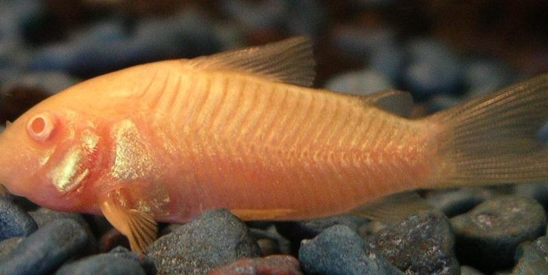 An orange color Albino Cory