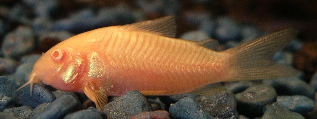 An orange color Albino Cory