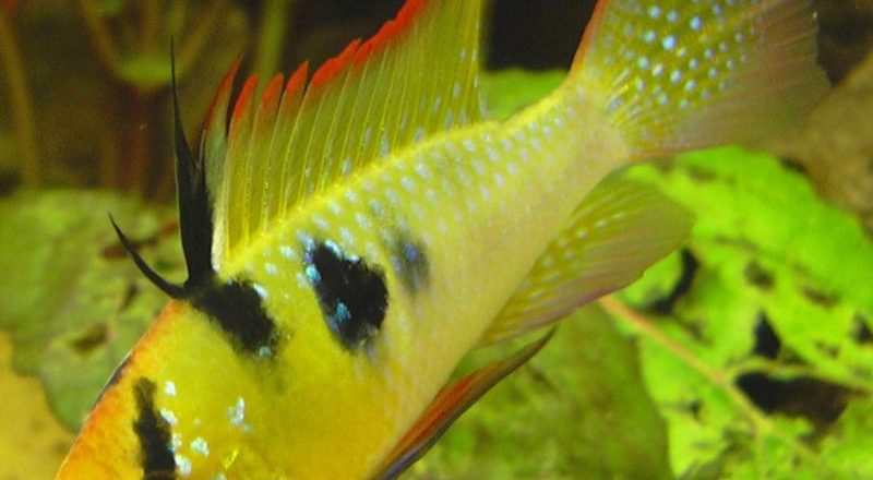 A Male Ram Cichlid fish