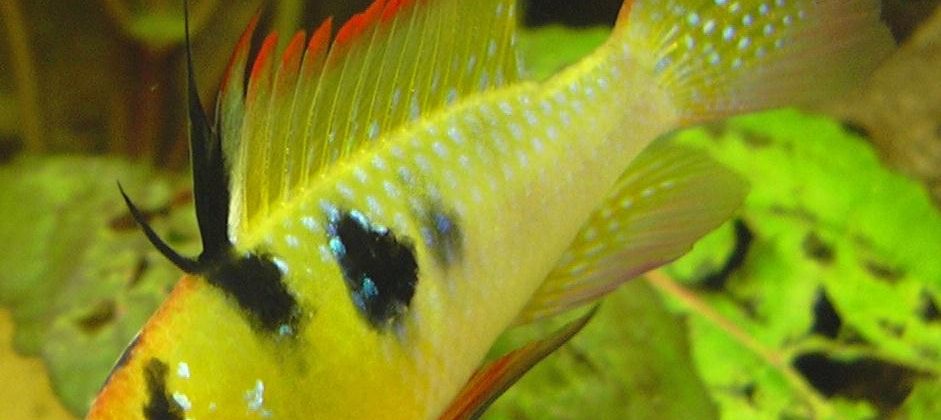 A Male Ram Cichlid fish