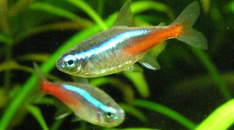 2 Neon Tetra fish
