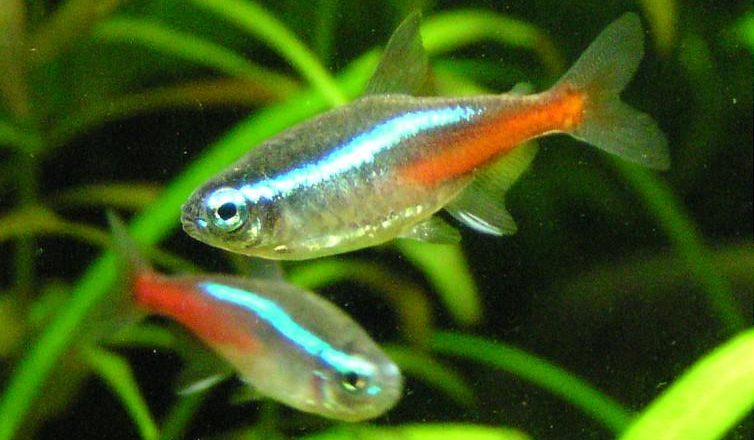 2 Neon Tetra fish