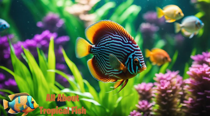 A brightly coloured Discus fish