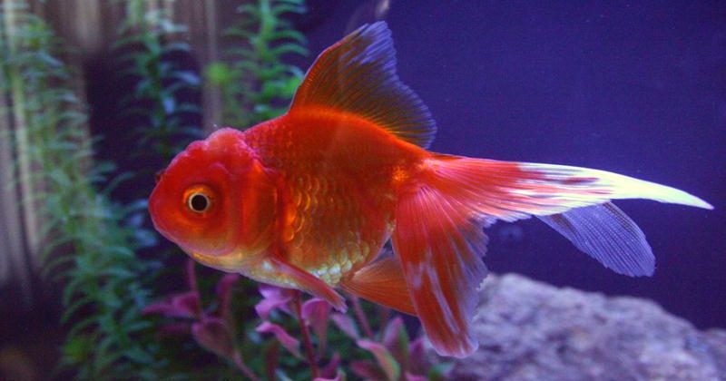 A red Oranda Goldfish