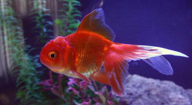 A red Oranda Goldfish