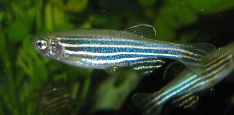 Zebra Danio (Danio Rerio) up close