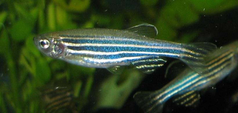 Zebra Danio (Danio Rerio) up close