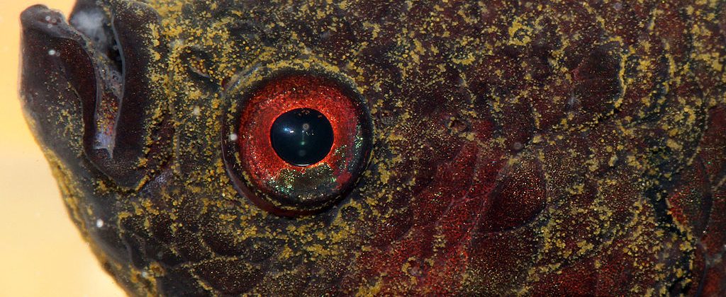 Betta splendens with a severe infestation of Oodinium parasites (Velvet disease)