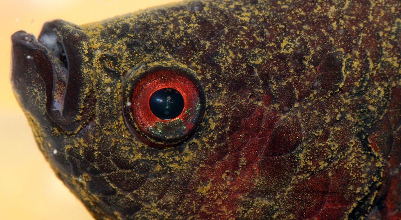 Betta splendens with a severe infestation of Oodinium parasites (Velvet disease)