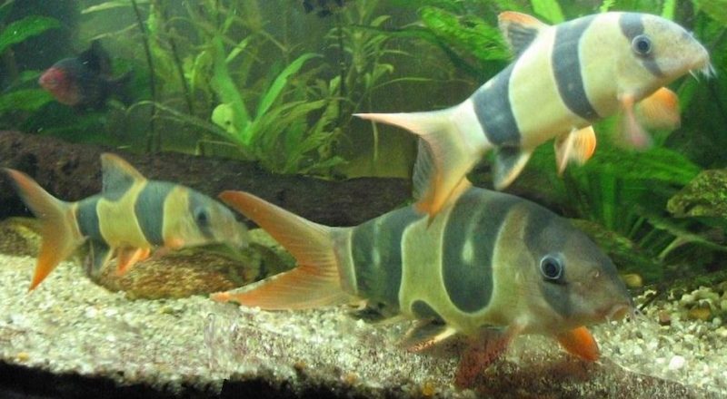 3 Clown Loach fish swimming together