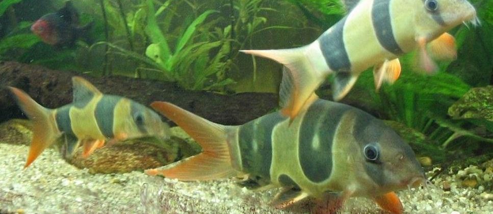 3 Clown Loach fish swimming together
