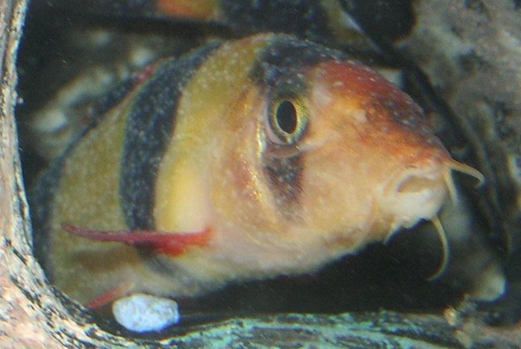 Clown Loach fish with Ick