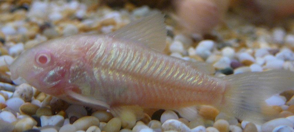A picture of an Albino Cory