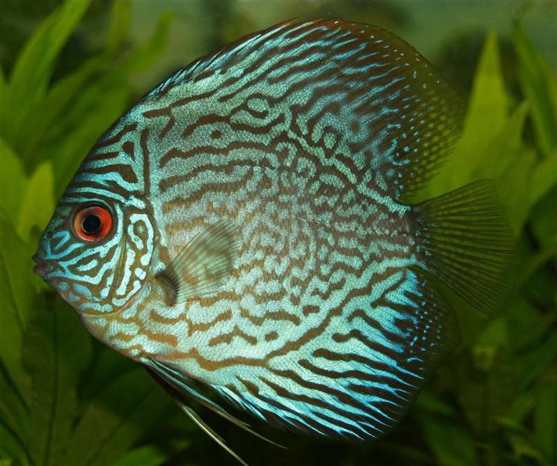 A Blue Discus fish