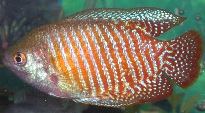 A red Dwarf Gourami tropical fish