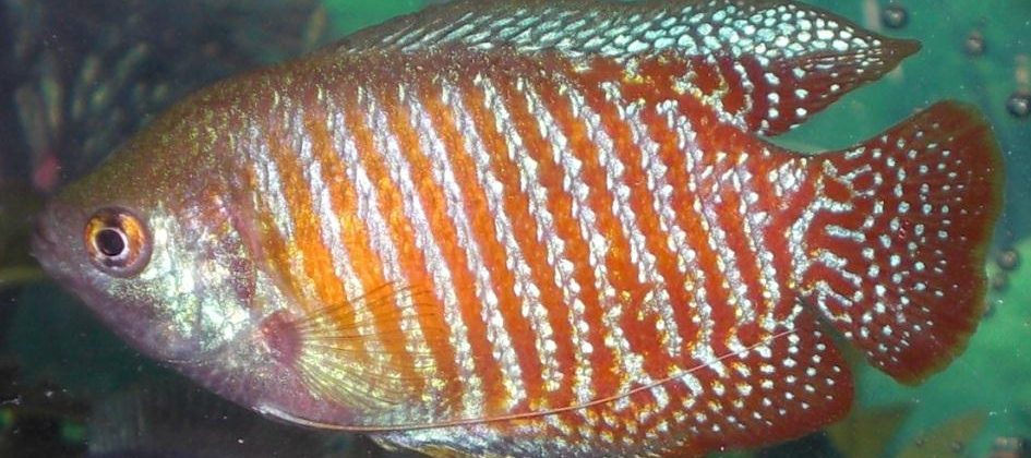 A red Dwarf Gourami tropical fish