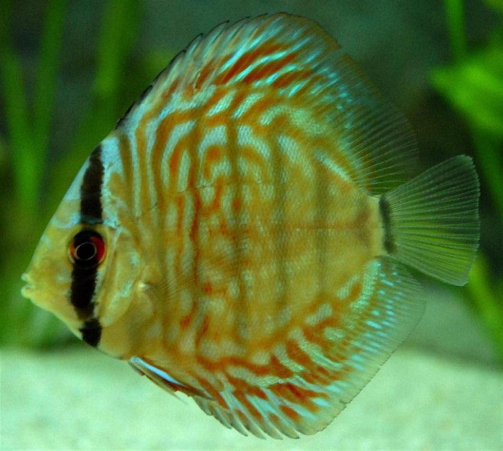 Close up picture of aRed Eagle Discus fish