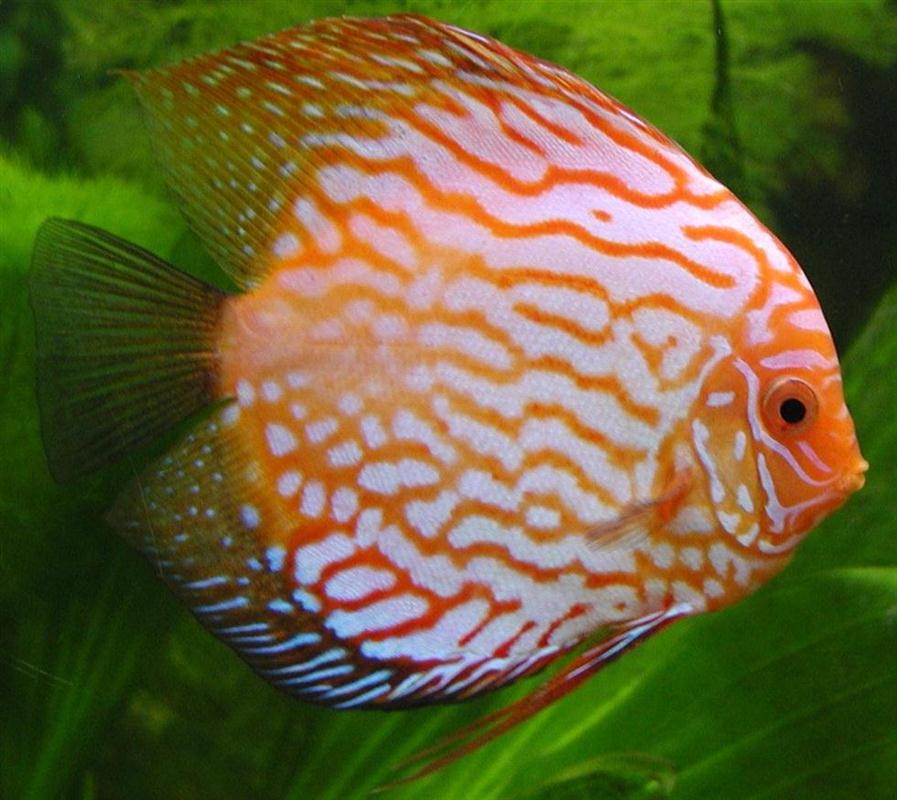 A Red Turquoise Discus fish
