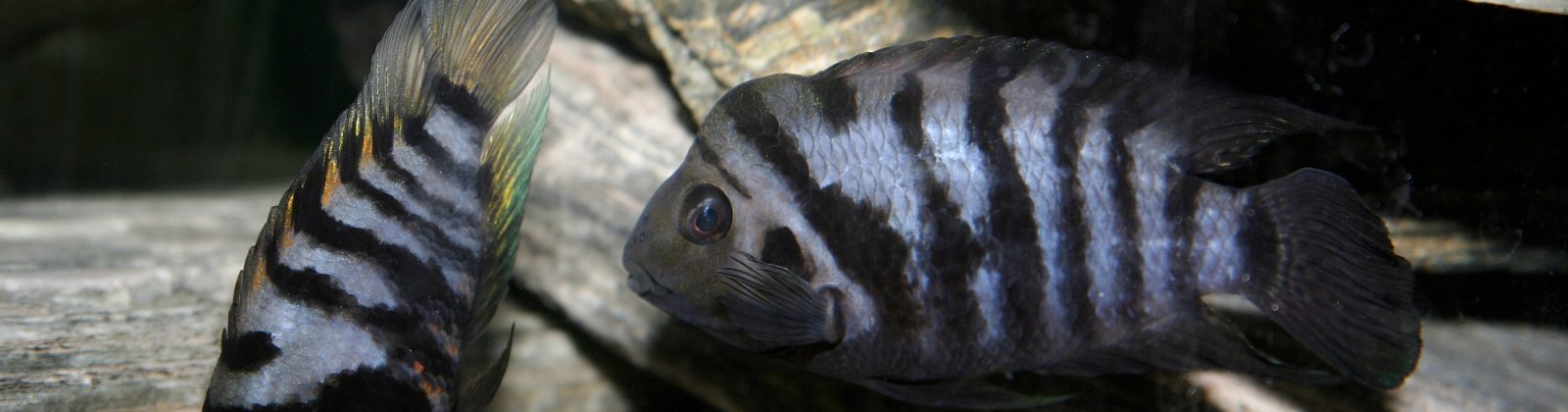 Convict Cichlids. Female on the left, Male on the right. By Deanpemberton