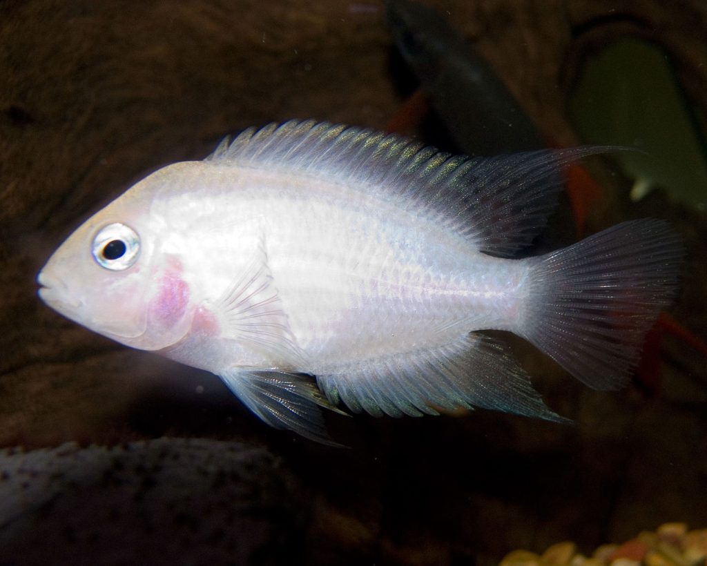 Pink Convict Cichlid Male