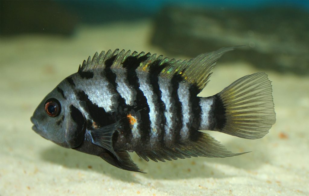 An Amatitlania nigrofasciatus male.