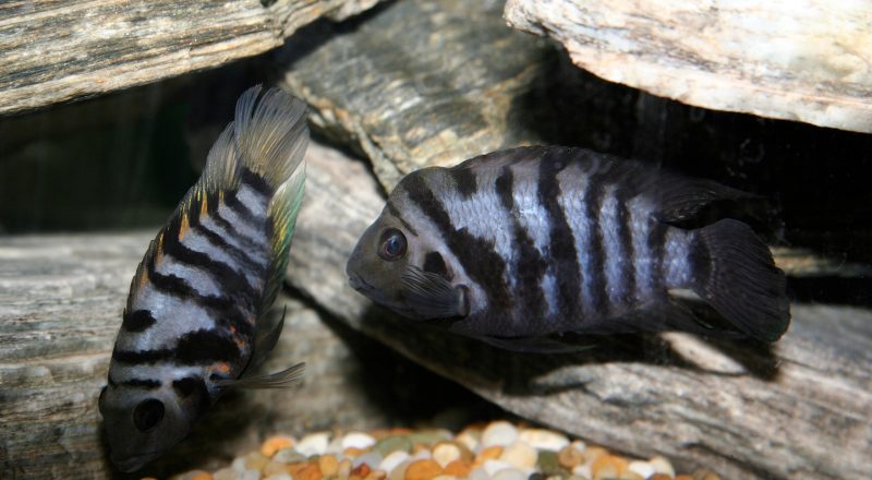 Convict Cichlids. Female on the left, Male on the right. By Deanpemberton