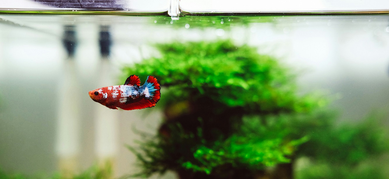 A solitary fish swimming alone in its tank