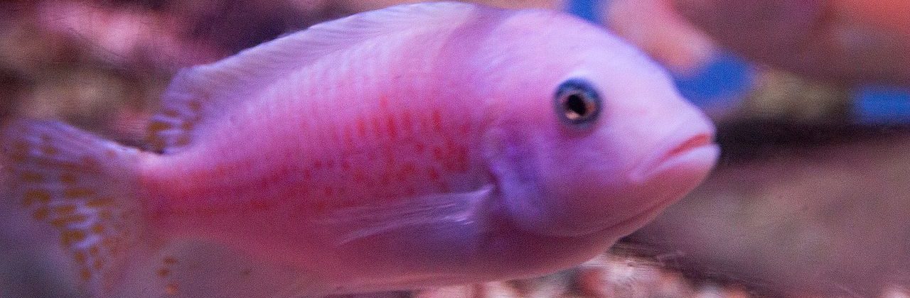 A Malawi Cichlid swims in a clear freshwater aquarium