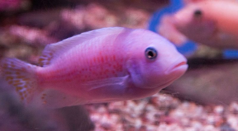 A Malawi Cichlid swims in a clear freshwater aquarium