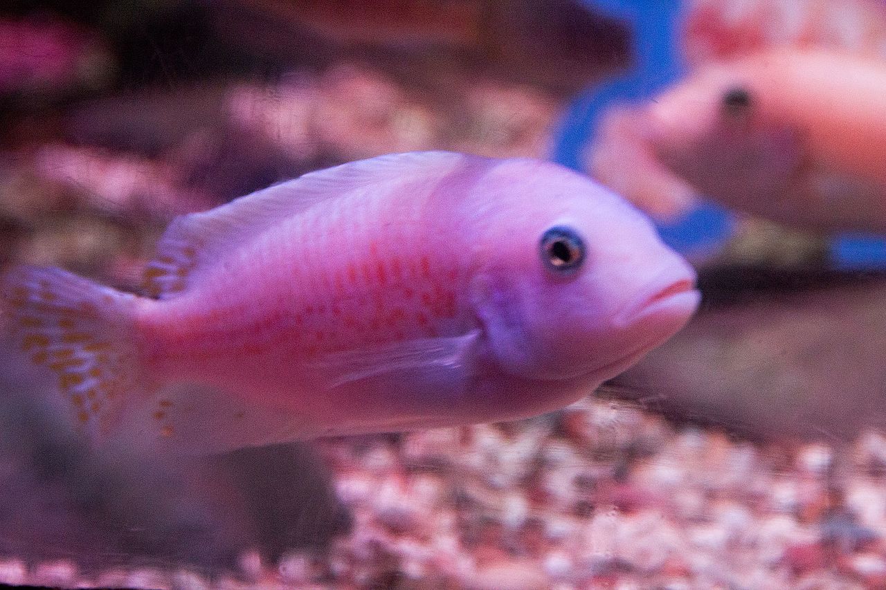 A Malawi Cichlid swims in a clear freshwater aquarium