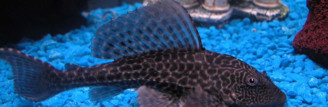 Plecostomus Care All About Tropical Fish