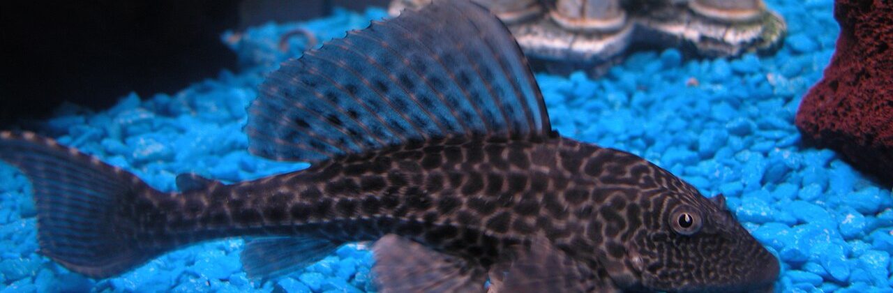 Pterygoplichthys on blue gravel in an aquarium