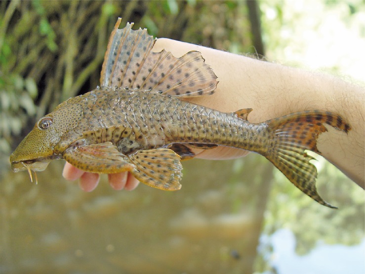 Hypostomus plecostomus (Mapana Creek, Commewijne River Basin)