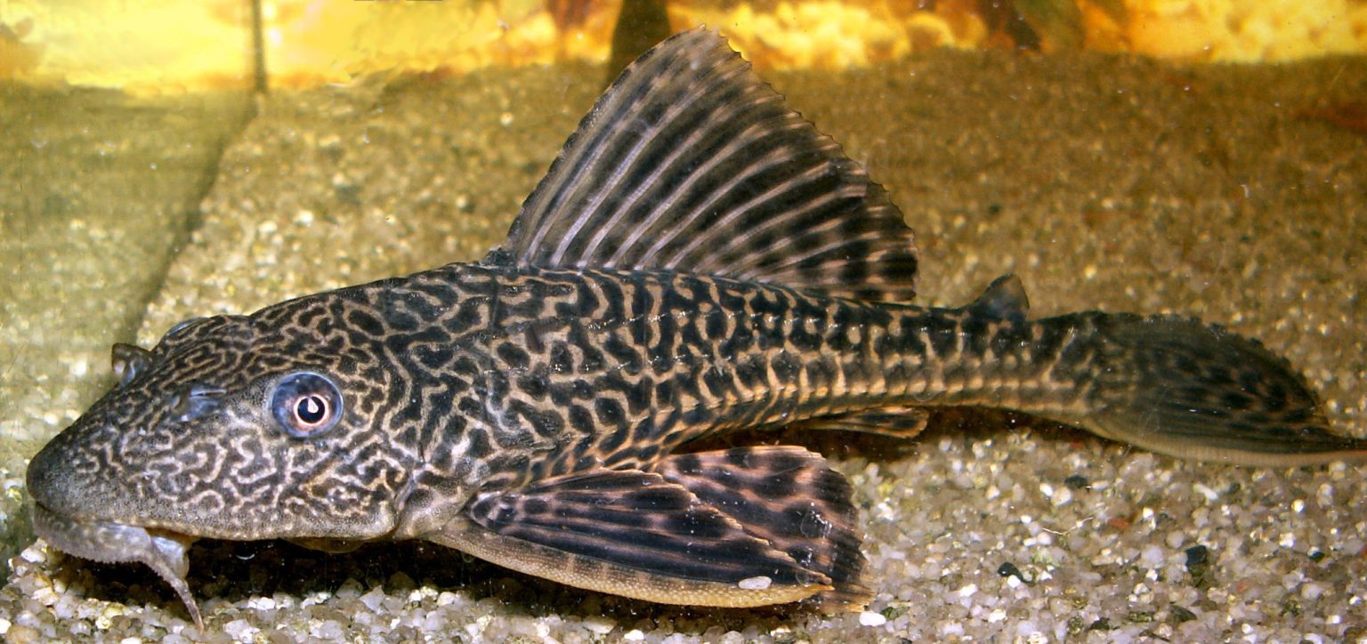 Plecostomus Care - All About Tropical Fish