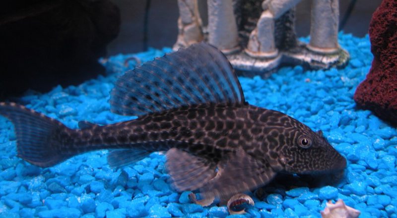 Pterygoplichthys on blue gravel in an aquarium