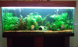 my-55-gallon-aquarium.jpg