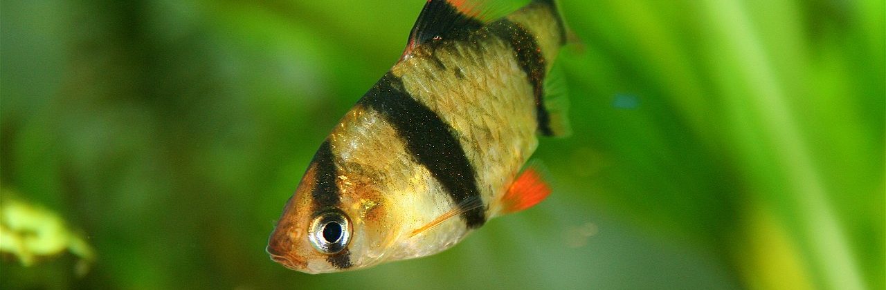 A stripped Tiger Barb fish