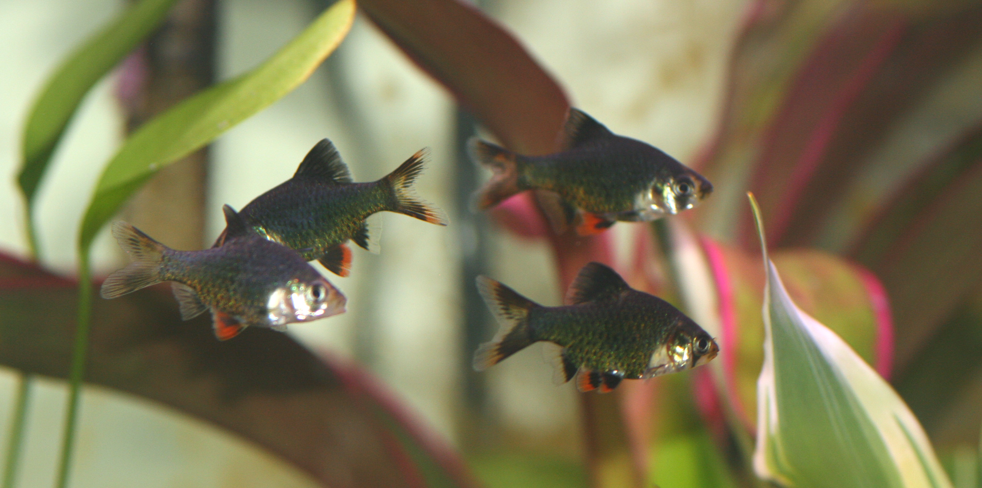 A school of Green Tiger Barb fish