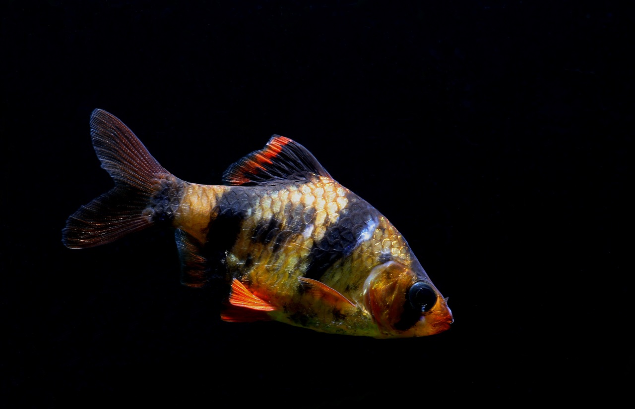 A male Tiger Barb fish against a black background